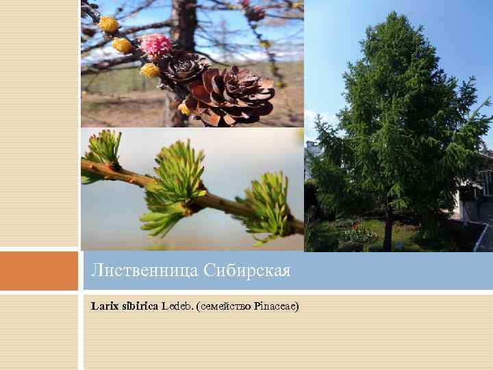 Лиственница Сибирская Larix sibirica Ledeb. (семейство Pinaceae) 