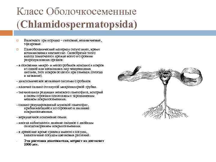 Класс Оболочкосеменные (Chlamidospermatopsida) Включают три порядка – гнетовые, вельвичиевые, эфедровые. Палеоботанический материал отсутствует, время