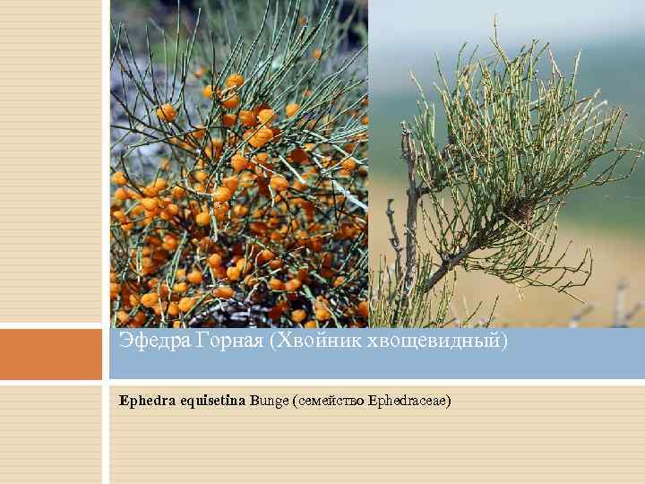 Эфедра Горная (Хвойник хвощевидный) Ephedra equisetina Bunge (семейство Ephedraceae) 