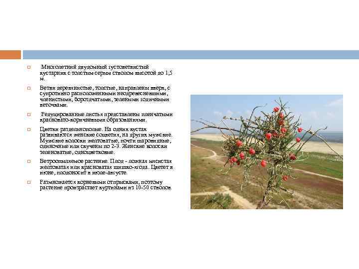  Многолетний двудомный густоветвистый кустарник с толстым серым стволом высотой до 1, 5 м.