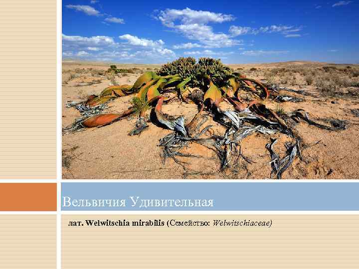 Вельвичия Удивительная лат. Welwitschia mirabilis (Семейство: Welwitschiaceae) 