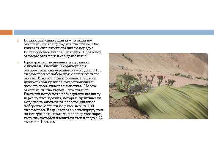  Вельвичия удивительная – уникальное растение, настоящее «дитя пустыни» . Оно является единственным видом