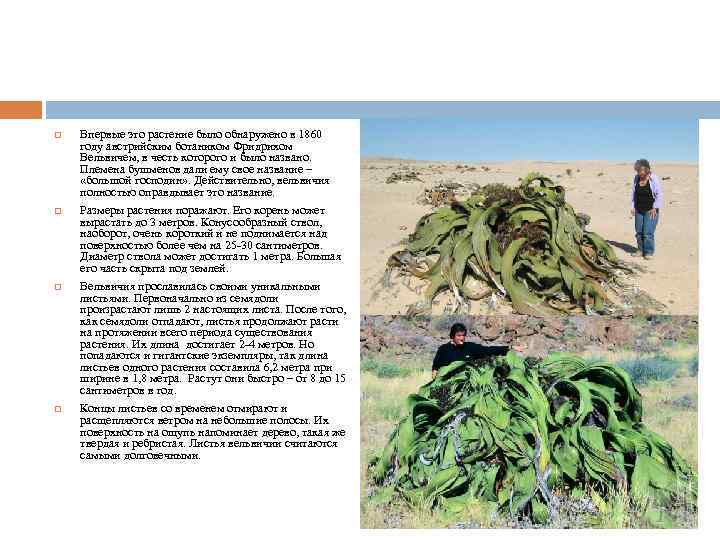  Впервые это растение было обнаружено в 1860 году австрийским ботаником Фридрихом Вельвичем, в