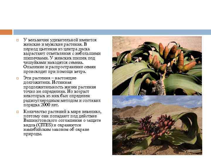  У вельвичии удивительной имеются женские и мужские растения. В период цветения из центра