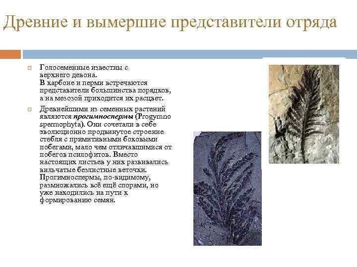 Древние и вымершие представители отряда Голосеменные известны с верхнего девона. В карбоне и перми