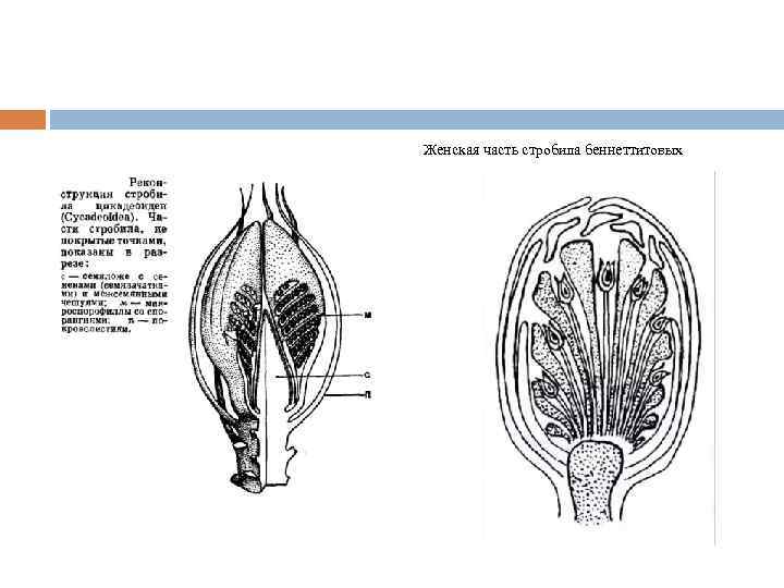 Женская часть стробила беннеттитовых 
