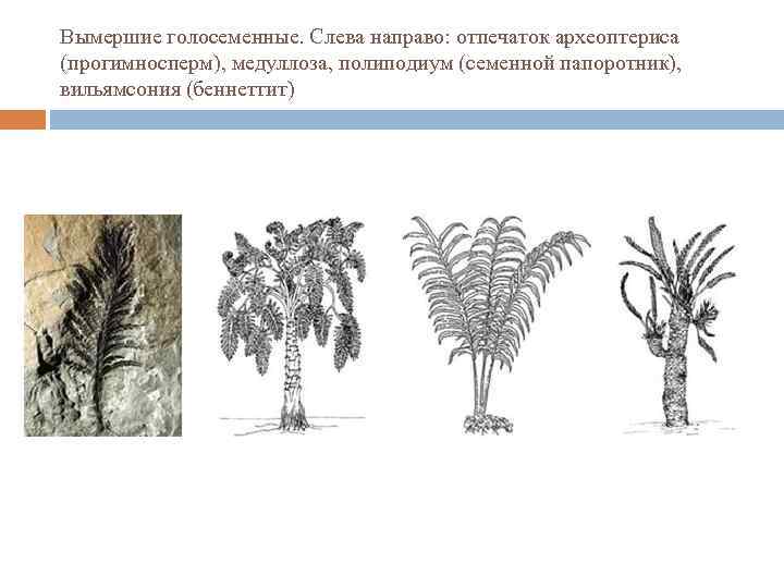 Вымершие голосеменные. Слева направо: отпечаток археоптериса (прогимносперм), медуллоза, полиподиум (семенной папоротник), вильямсония (беннеттит) 
