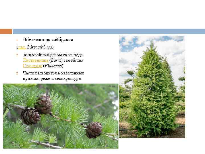  Ли ственница сиби рская (лат. Lárix sibírica) вид хвойных деревьев из рода Лиственница