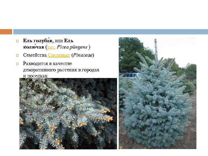  Ель голуба я, или Ель колю чая (лат. Pīcea pūngens ) Семейства Сосновые