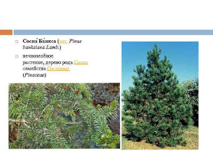  Сосна Ба нкса (лат. Pinus banksiana Lamb. ) вечнозелёное растение, дерево рода Сосна