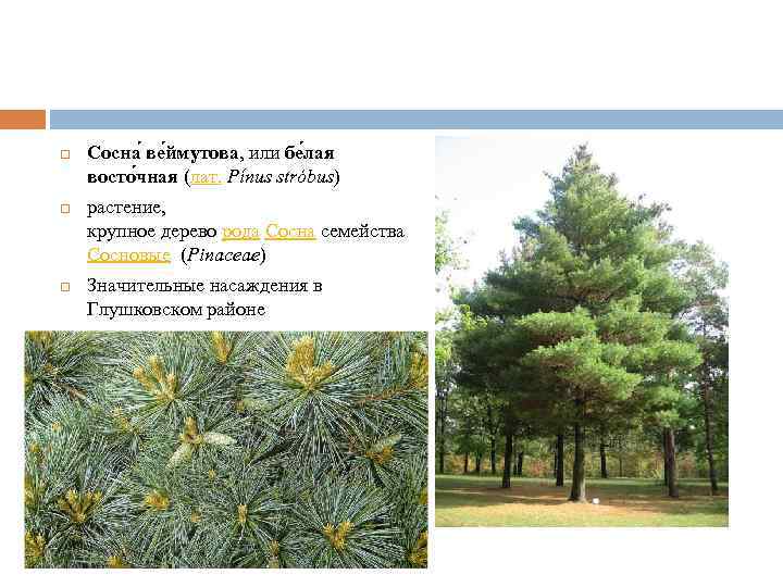  Сосна ве ймутова, или бе лая восто чная (лат. Pínus stróbus) растение, крупное