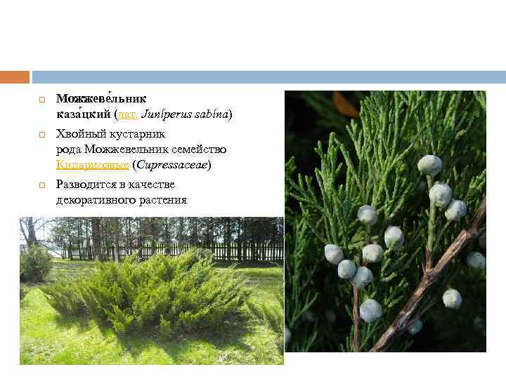  Можжеве льник каза цкий (лат. Juníperus sabína) Хвойный кустарник рода Можжевельник семейство Кипарисовые