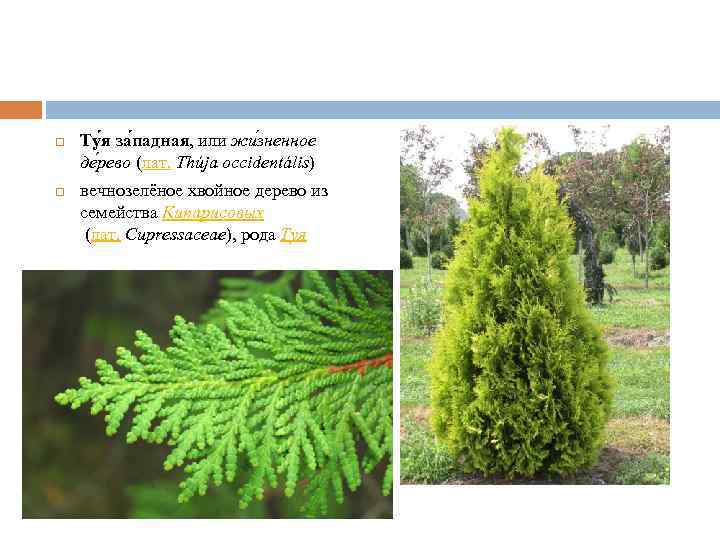  Ту я за падная, или жи зненное де рево (лат. Thúja occidentális) вечнозелёное