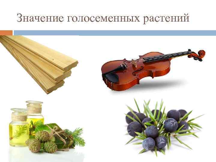 Значение голосеменных растений 