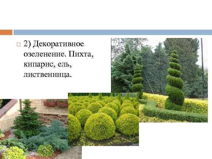  2) Декоративное озеленение. Пихта, кипарис, ель, лиственница. 