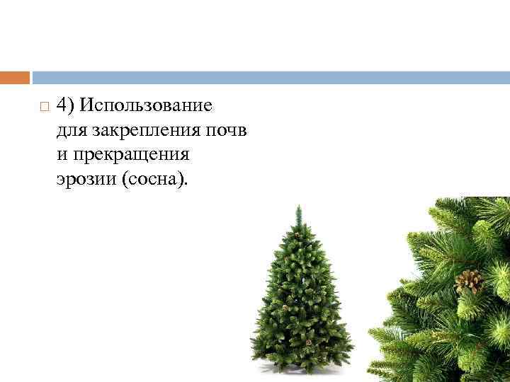  4) Использование для закрепления почв и прекращения эрозии (сосна). 
