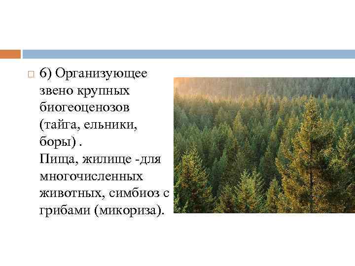  6) Организующее звено крупных биогеоценозов (тайга, ельники, боры). Пища, жилище для многочисленных животных,