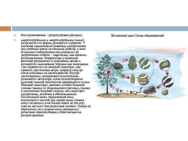  Все голосеменные – разноспоровые растения; микроспорофиллы и макроспорофиллы сильно различаются по форме, размерам