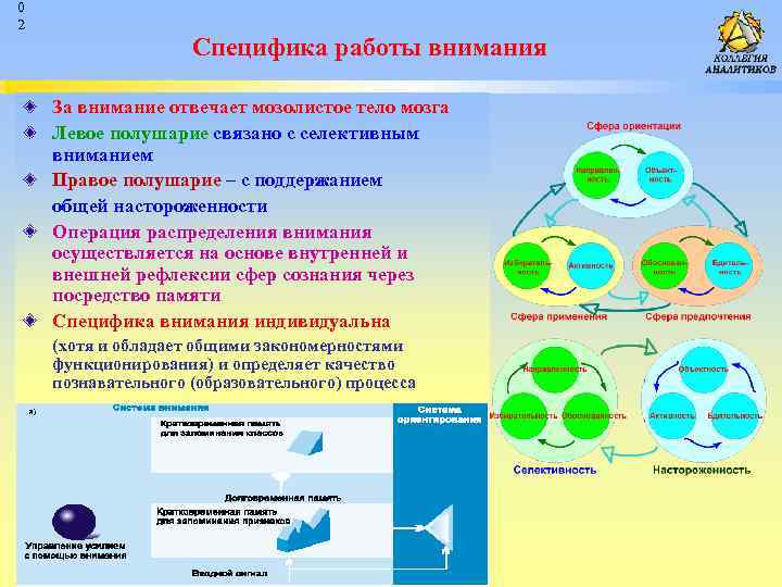 0 2 Специфика работы внимания За внимание отвечает мозолистое тело мозга Левое полушарие связано