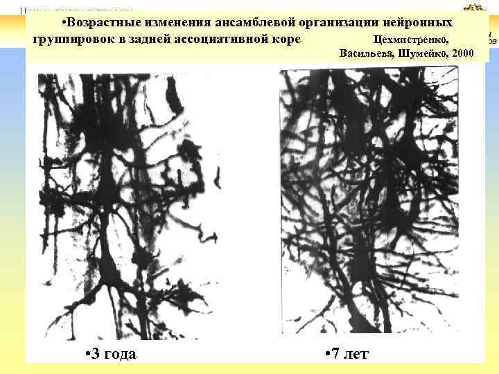  • Возрастные изменения ансамблевой организации нейронных группировок в задней ассоциативной коре Цехмистренко, Васильева,