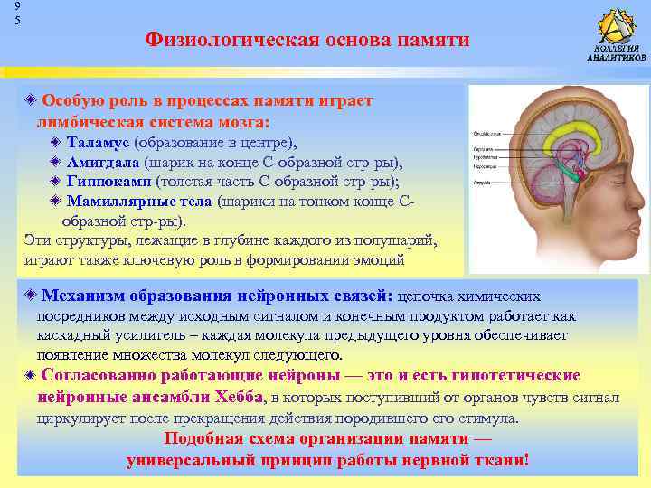 Основы памяти. Физиологические основы памяти в психологии. Анатомо-физиологические основы памяти человека. Физиологическая основа видовой памяти человека. Физиологические основы памяти в психологии кратко.