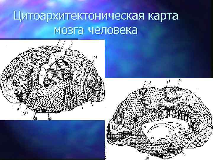Цитоархитектоническая карта мозга человека 