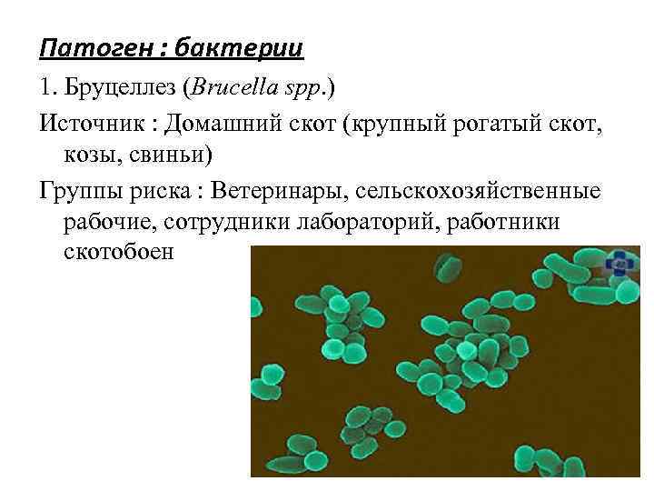 Патоген : бактерии 1. Бруцеллез (Brucella spp. ) Источник : Домашний скот (крупный рогатый