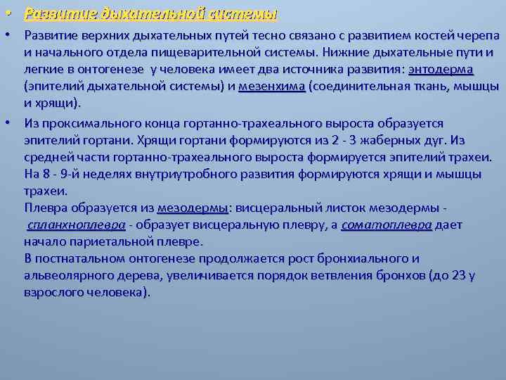  • Развитие дыхательной системы • Развитие верхних дыхательных путей тесно связано с развитием