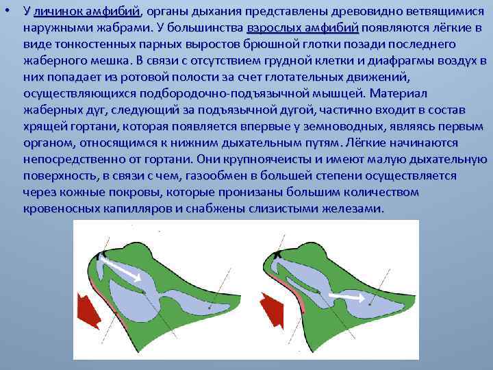 Правильно ли расположены группы животных в схеме отражающей усложнение системы органов дыхания