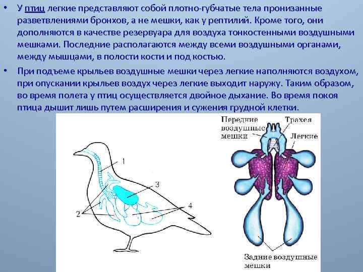 Двойное дыхание у пресмыкающихся. Дыхательная система птиц воздушные мешки. Эволюция дыхательной системы птиц. Функции дыхательной системы птиц. Эволюция дыхательной системы хордовых животных.
