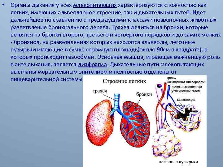 Схема строения дыхательной системы млекопитающих