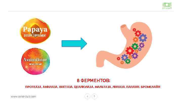 8 ФЕРМЕНТОВ: ПРОТЕАЗА, АМИЛАЗА, ЛАКТАЗА, ЦЕЛЛЮЛАЗА, МАЛЬТАЗА, ЛИПАЗА, ПАПАИН, БРОМЕЛАЙН www. coral-club. com 