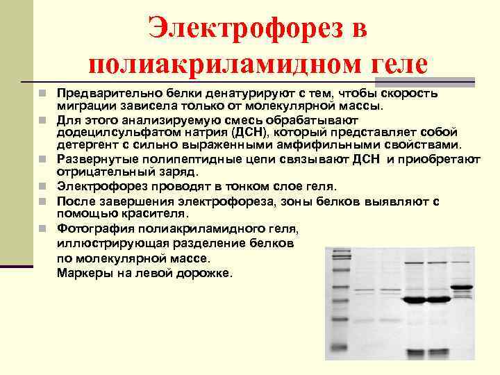 Электрофорез в полиакриламидном геле презентация