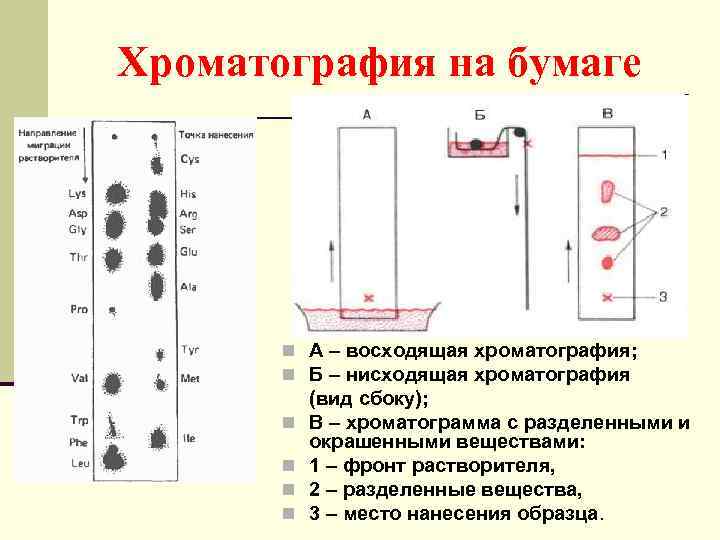 Хроматография на бумаге n А – восходящая хроматография; n Б – нисходящая хроматография n