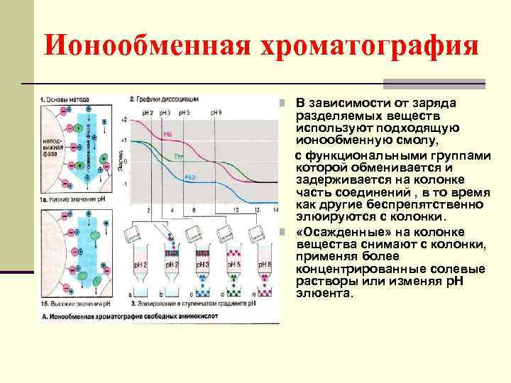 Ионообменная хроматография n В зависимости от заряда разделяемых веществ используют подходящую ионообменную смолу, с