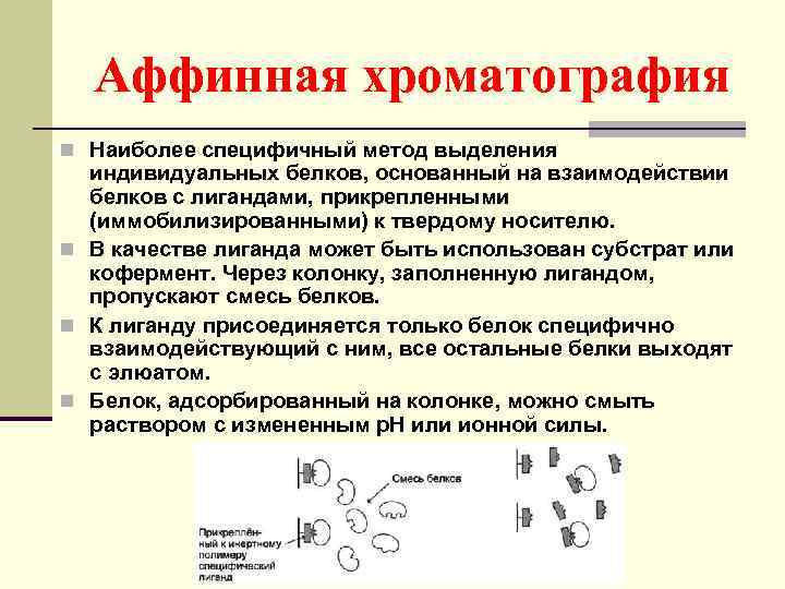 Аффинная хроматография n Наиболее специфичный метод выделения индивидуальных белков, основанный на взаимодействии белков с