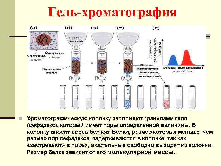 Гель-хроматография n Хроматографическую колонку заполняют гранулами геля (сефадекс), который имеет поры определенной величины. В