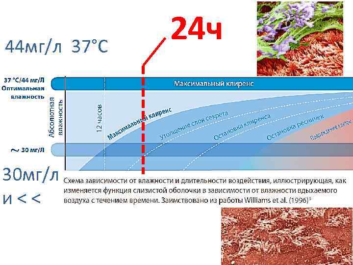 44 мг/л 37°С 30 мг/л и < < 24 ч 