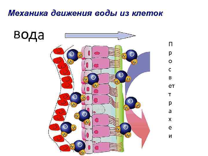 Механика движения воды из клеток вода П р о с в ет т р