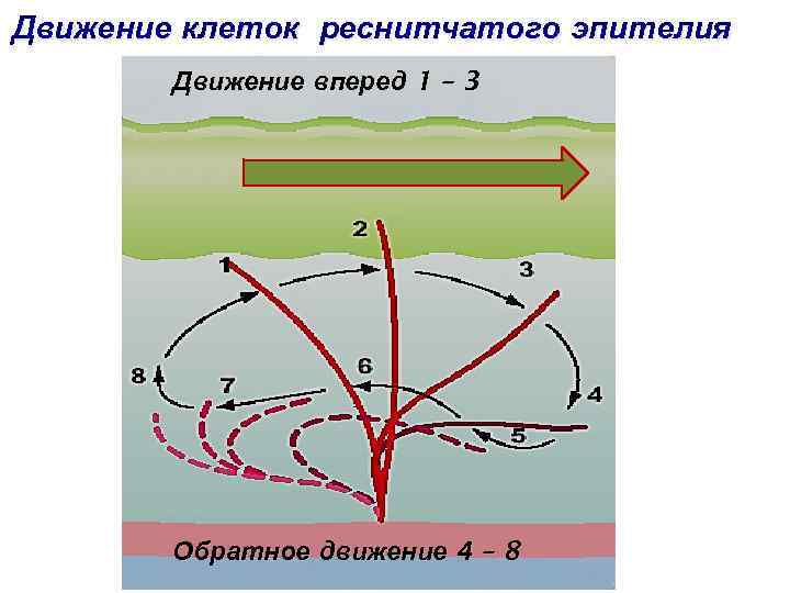 Движение клеток реснитчатого эпителия Движение вперед 1 – 3 Обратное движение 4 – 8