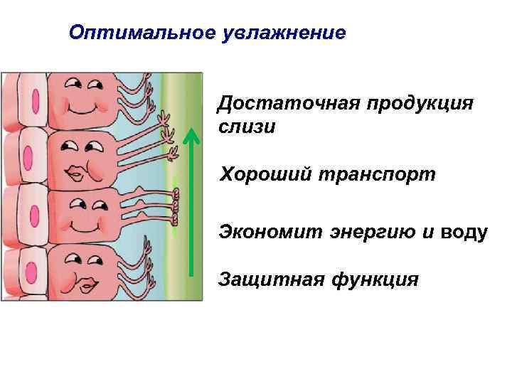 Оптимальное увлажнение Достаточная продукция слизи Хороший транспорт Экономит энергию и воду Защитная функция 