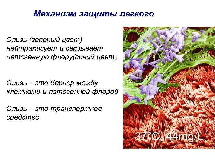 Механизм защиты легкого Слизь (зеленый цвет) нейтрализует и связывает патогенную флору(синий цвет) Слизь –
