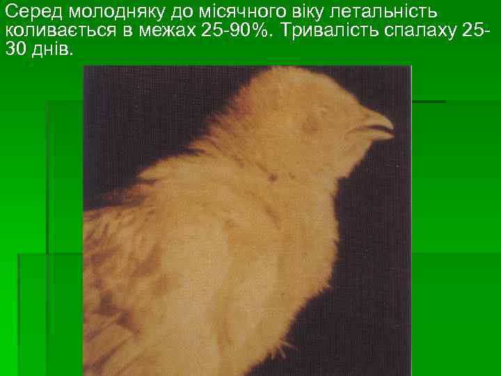 Серед молодняку до місячного віку летальність коливається в межах 25 -90%. Тривалість спалаху 2530