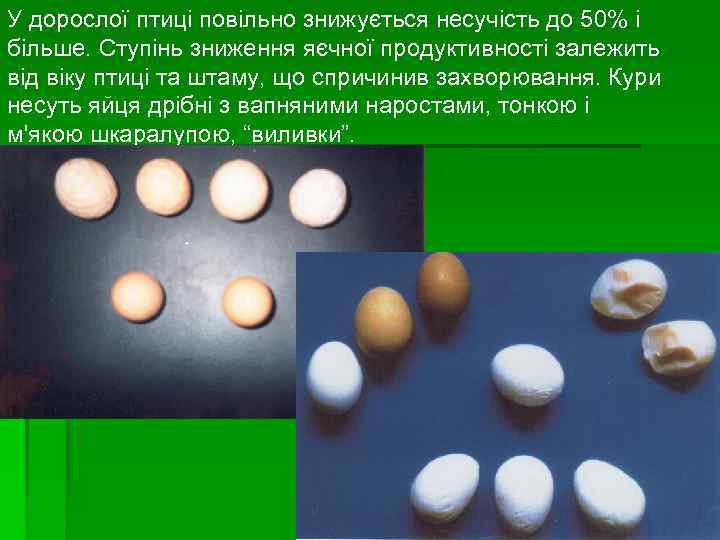 У дорослої птиці повільно знижується несучість до 50% і більше. Ступінь зниження яєчної продуктивності