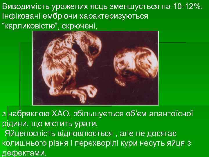 Виводимість уражених яєць зменшується на 10 -12%. Інфіковані ембріони характеризуються “карликовістю”, скрючені, з набряклою