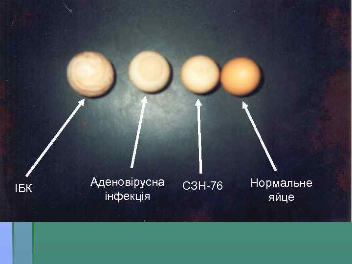 ІБК Аденовірусна інфекція СЗН-76 Нормальне яйце 