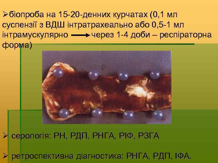 Øбіопроба на 15 -20 -денних курчатах (0, 1 мл суспензії з ВДШ інтратрахеально або