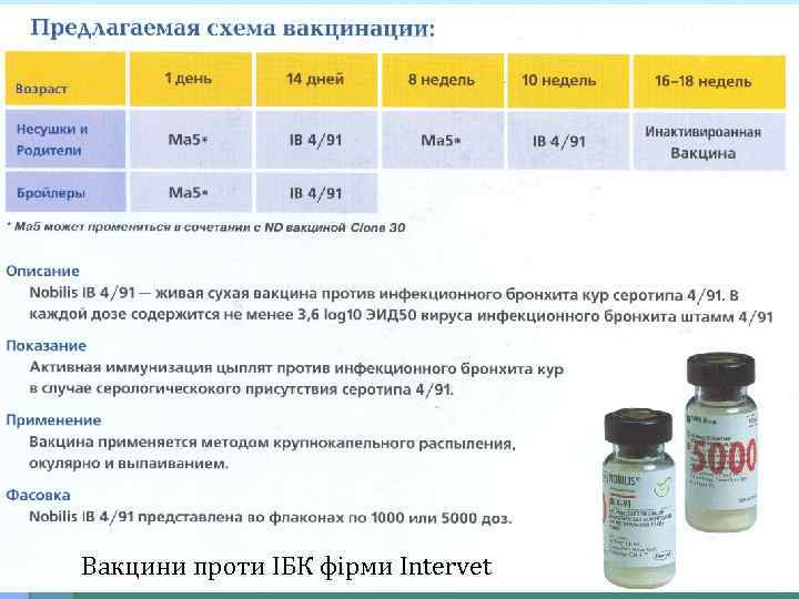 Вакцини проти ІБК фірми Intervet 