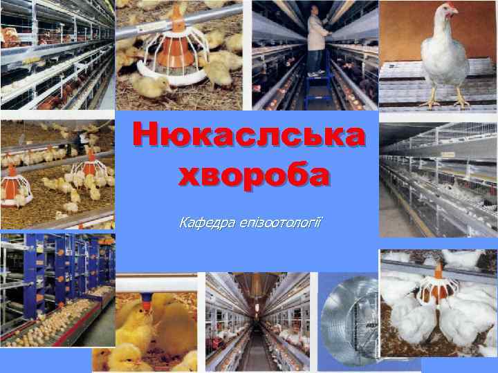 Нюкаслська хвороба Кафедра епізоотології 