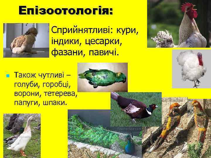 Епізоотологія: n n Сприйнятливі: кури, індики, цесарки, фазани, павичі. Також чутливі – голуби, горобці,